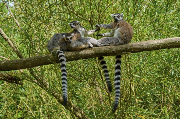 Three lemurs relaxing on a branch surrounded by green foliage, Ring-tailed Lemur (Lemur catta), France