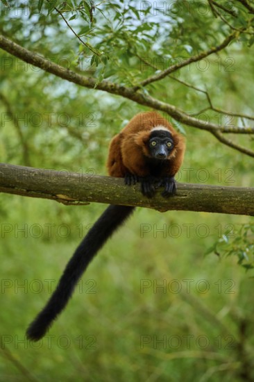 Cautious red lemur lying on branch, surrounded by forest, Red ruffed lemur (Varecia rubra), France