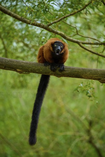 Screaming red lemur on branch in green forest, Red ruffed lemur (Varecia rubra), France