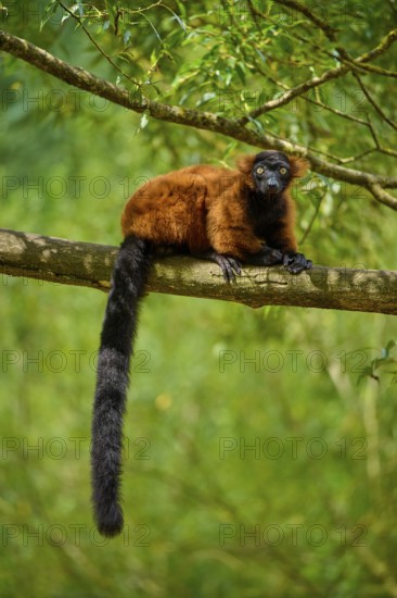 Red lemur sitting vigil on branch in dense forest, Red ruffed lemur (Varecia rubra), France