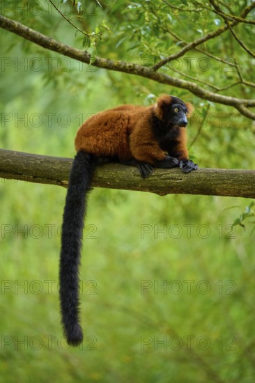 Red lemur lying relaxed on branch, surrounded by green forest, Red ruffed lemur (Varecia rubra), France