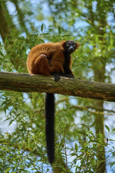 Red ruffed lemur looking curiously from a branch surrounded by green forest, Red ruffed lemur (Varecia rubra), France