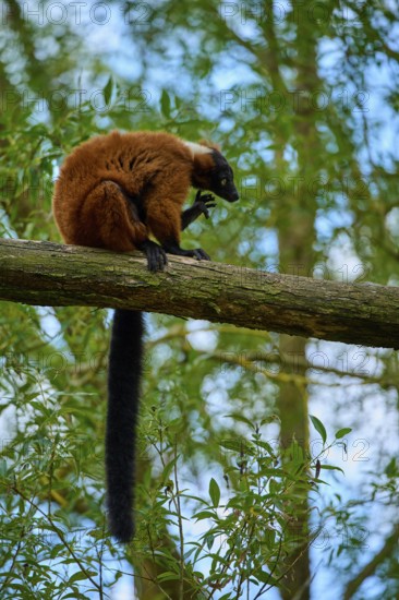 Red lemur sitting on branch in forest surrounded by green foliage, Red ruffed lemur (Varecia rubra), France