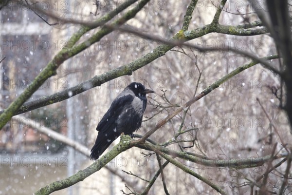 Crow on a tree in winter, snowfall, Germany