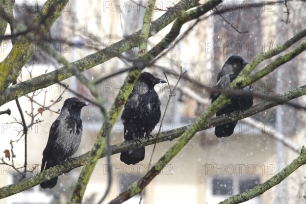 Crows on a tree in winter, snowfall, Germany