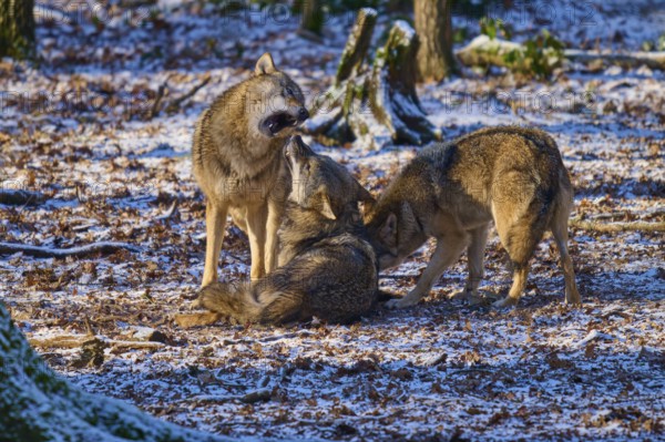 Three wolves in a snowy forest in a social interaction, winter, wolf (Canis lupus), Germany