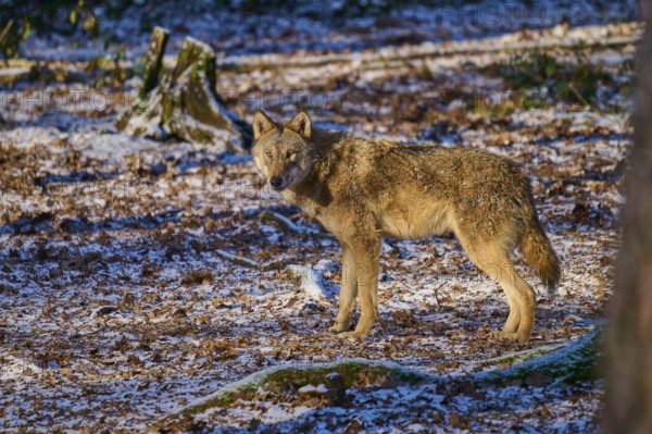 A wolf roams through the snow-covered forest in the winter sunlight, Winter, Wolf (Canis lupus), Germany