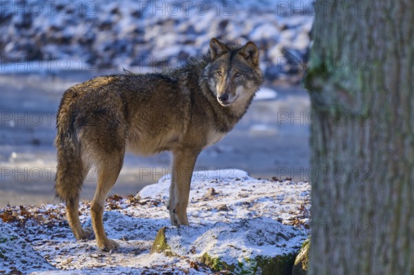 A wolf stands on a snowy mountain in a forest and observes its surroundings, Winter, Wolf (Canis lupus), Germany
