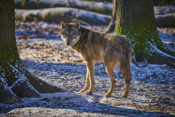 A wolf stands in the snow between trees and looks back curiously, Winter, Wolf (Canis lupus), Germany