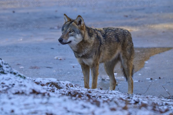 A wolf stands sideways in the snow and looks attentively into the distance, winter, wolf (Canis lupus), Germany