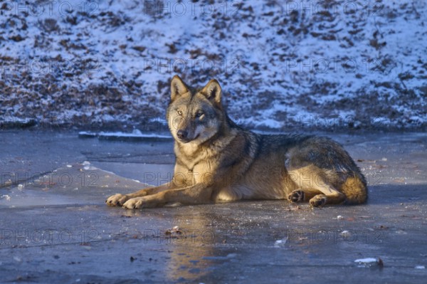 A wolf lies calmly on a layer of ice in snowy terrain, winter, wolf (Canis lupus), Germany
