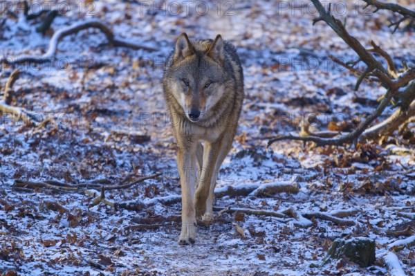 A lone wolf approaches along a snow-covered path in a winter forest, Winter, Wolf (Canis lupus), Germany
