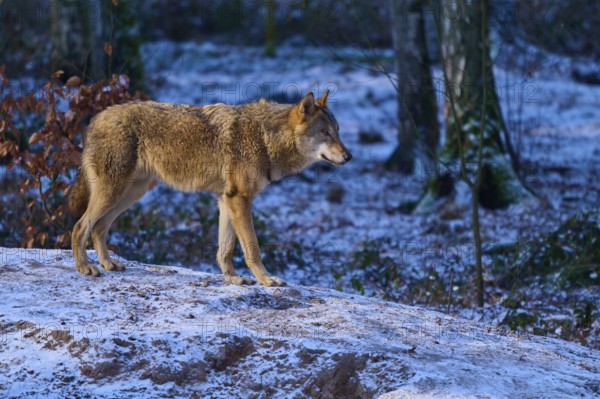 A single wolf stands on a snow hill in the forest, surrounded by a barren winter landscape, Winter, Wolf (Canis lupus), Germany