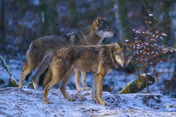 Two wolves on a snowy hill surrounded by trees in late evening light, winter, wolf (Canis lupus), Germany