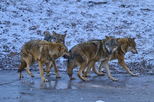Four wolves running together across a patch of ice in a cold environment, winter, wolf (Canis lupus), Germany