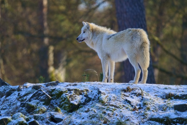 A white wolf stands at attention on a snow-covered rock surrounded by trees, winter, Arctic wolf (Canis lupus arctos), Germany