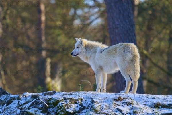A white wolf gazes into the distance from a rock in a snowy forest, winter, Arctic wolf (Canis lupus arctos), Germany