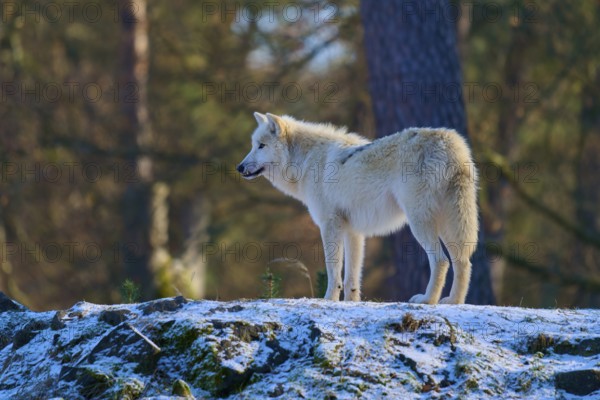 A white wolf standing on a slightly snow-covered rock in the forest during winter, Winter, Arctic wolf (Canis lupus arctos), Germany