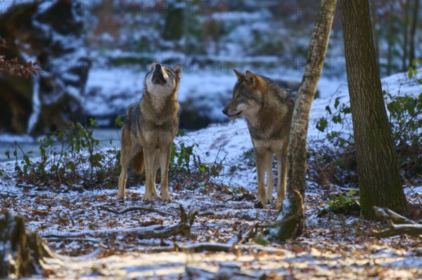 Two wolves standing on snow-covered forest floor, surrounded by winter trees, Winter, Wolf (Canis lupus), Germany