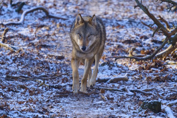 A wolf walks carefully on a snowy path through the wintry surroundings, Winter, Wolf (Canis lupus), Germany