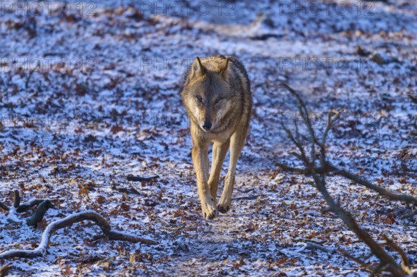 A lone wolf walks on a snow-covered forest path through the wintry landscape, Winter, Wolf (Canis lupus), Germany