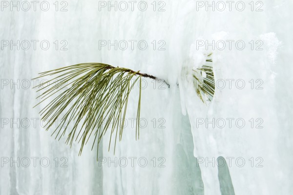 Branch and needles of white pine trapped in the ice, Region of la Mauricie, Province of Quebec, Canada