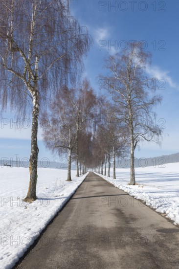 A snowy avenue flanked by tall birch trees stretching under a blue sky, Swabian Jura, Baden-Württemberg, Germany