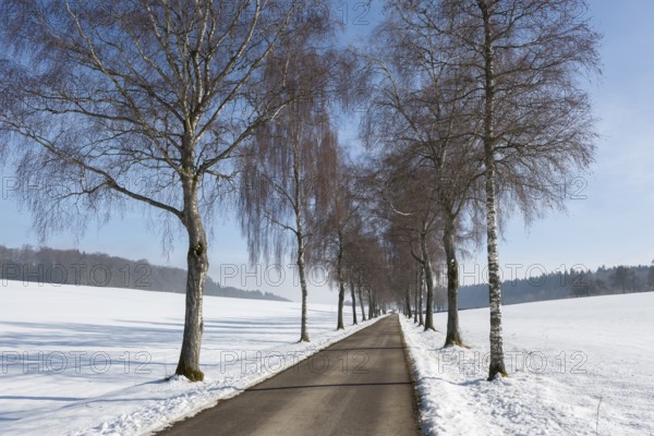 Snowy birch tree alley with bare branches under a clear sky, peaceful winter atmosphere, Swabian Jura, Baden-Württemberg, Germany
