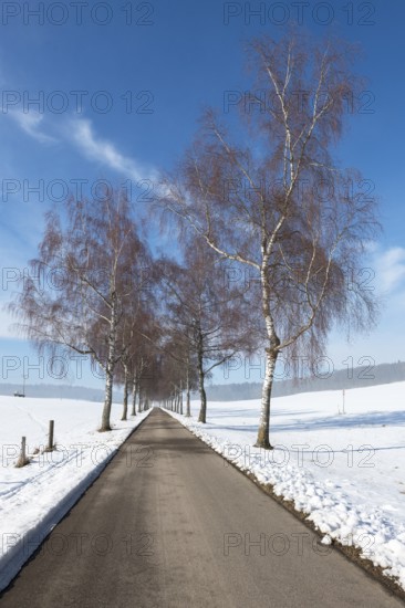 Alley with birch trees leading through a snowy landscape, under a clear blue sky, Swabian Jura, Baden-Württemberg, Germany