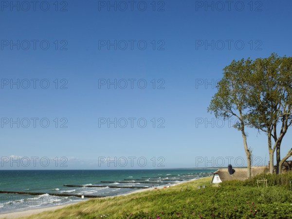 Coastal scene, blooming plants in the foreground, with a thatched building, Ahrenshoop, Baltic Sea, Vorpommern-Rügen district in Mecklenburg-Western Pomerania, Germany