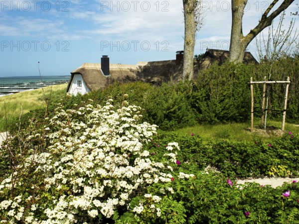 Coastal scene, blooming plants in the foreground, with a thatched building, Ahrenshoop, Baltic Sea, Vorpommern-Rügen district in Mecklenburg-Western Pomerania, Germany
