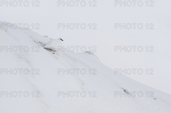 Rock ptarmigan (Lagopus mutus) in winter dress, Hafelekar, Karwendel mountains, Tyrol, Austria