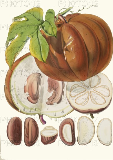 Hodgsonia heteroclita, Chinese lard seed, perennial climbing plant (liana) from the gourd family (Cucurbitaceae)