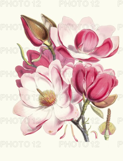 Magnolia Campbellii, Campbell magnolia, is a species of magnolia that grows in protected valleys in the Himalayas from eastern Nepal, Sikkim and Assam, India, east to southwest China and south to northern Myanmar