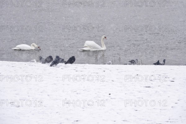 Swans in water, winter, Germany
