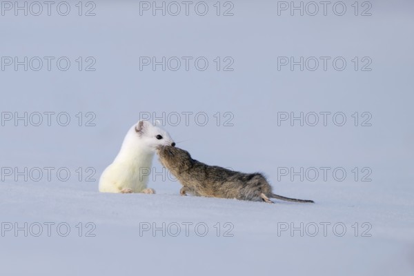 Stoat or large weasel (Mustela erminea), in winter fur, with captured vole, Eggen, Terfens, Tyrol, Austria