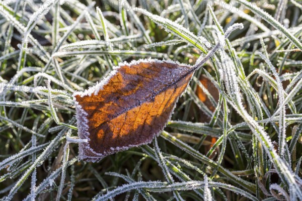 Hoarfrost crystals create an impressive pattern on every stalk and leaf on the ground, Saxony, Germany