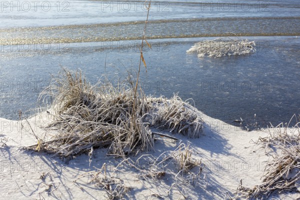 Hoarfrost and ice on the banks of the Elbe, Coswig, Saxony, Germany