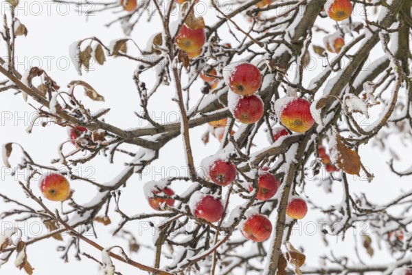 Ripe apples covered in snow on the branches of an apple tree, onset of winter in Oberwartha, Dresden, Saxony, Germany