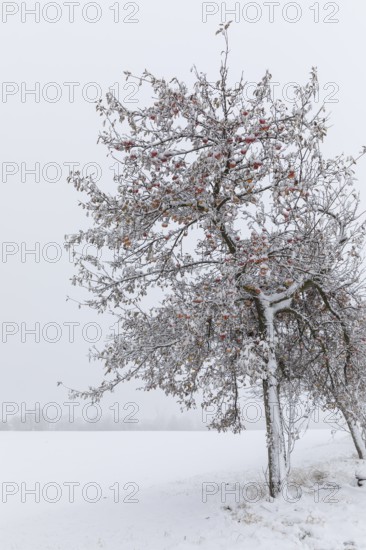 Apple trees (malus) still full of apples covered in snow, onset of winter in Oberwartha, Dresden, Saxony, Germany