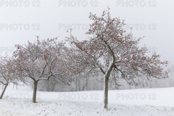 Apple trees (malus) still full of apples covered in snow, onset of winter in Oberwartha, Dresden, Saxony, Germany