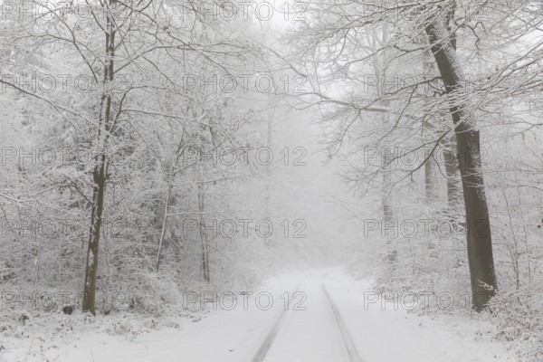 Snowy forest trail in the Tharandter Forest, Saxony, Germany