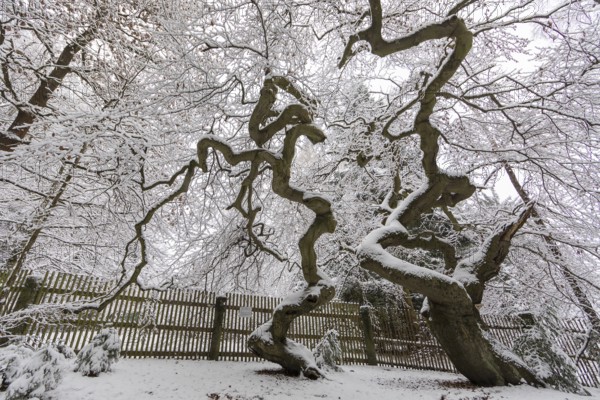 Snow-covered Süntel beech, copper beech (Fagus sylvatica), Tharandt Forest, Saxony, Germany