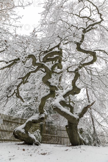 Snow-covered Süntel beech, copper beech (Fagus sylvatica), Tharandt Forest, Saxony, Germany