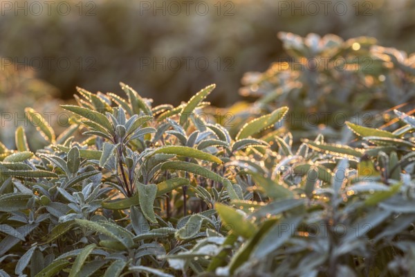 Dew and first morning light on the leaves of Common sage (salvia officinalis), Saxony, Germany