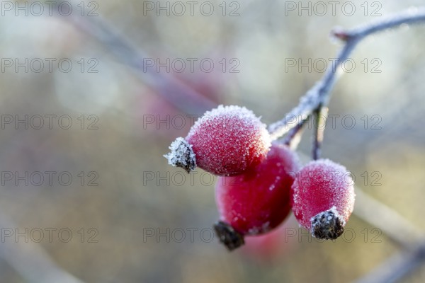 3 rose hips with hoarfrost in autumn, Saxony, Germany
