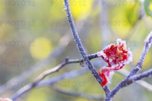 Rose hips broken by frost on a branch, hoarfrost, Saxony, Germany