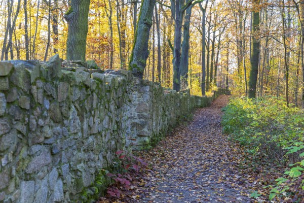 Trail through the autumn forest on the Dardanelles, Moritzburg Castle, Saxony, Germany