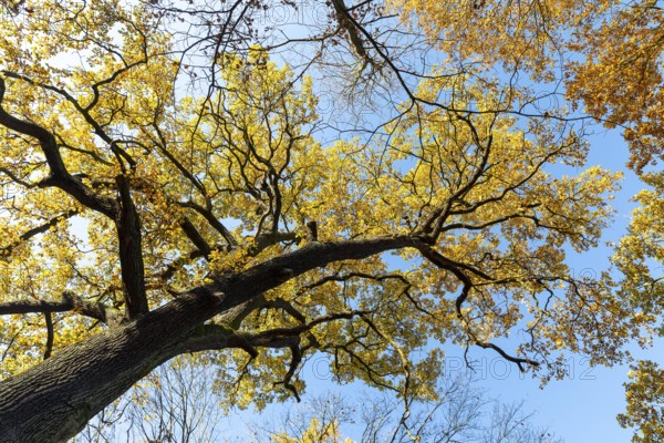 Oak leaves (quercus) glowing yellow in autumn against a blue sky, Moritzburg, Saxony, Germany