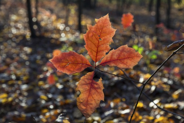 The oak leaves (quercus) glow red in autumn forest, Moritzburg, Saxony, Germany